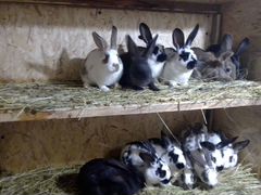 Кролики 3месяца