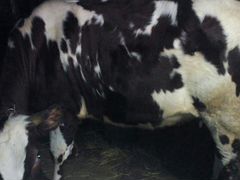Корова айширской породы и бык
