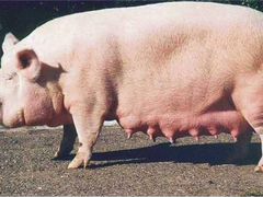 Свиньей хряков свиноматок