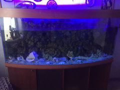 Панорамный аквариум 650 литров с тумбой