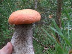 Сушёные грибы ассорти(красноголовики+белые) 100 гр