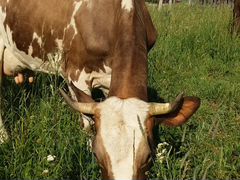 Корова костромской породы (стельная)