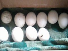 Яйца гусиные на расплод