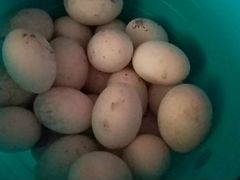 Инкубационное яйцо утки, индоутки
