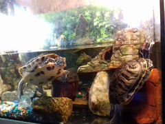 Морские красноухие черепахи с аквариумом