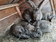 Крольчата мясных пород
