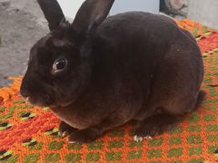 Кролики Рекс (чёрный и коричневый)