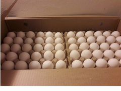 Инкубационное яйцо бройлера, индейки, утки