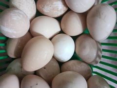 Яйцо цесарки инкубационное