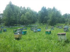 Пчелосемьи с ульем