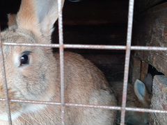 Продам кроликов (1мес) Бургундские