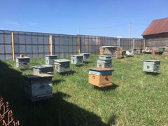 12 пчелосемей с ульями