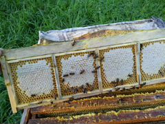 Продам отводки пчел Бакфаст
