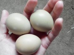 Яйцо "Охотничьего фазана"
