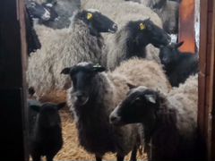 Овцы, ягнята романовской породы