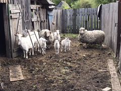 Продаются козы,овца,баран