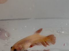 Рыба петушок самка