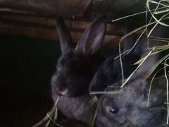 Кролики 1 месяц