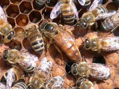 Матки Пчелиные Плодные 2020