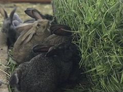 Продаются кролики: взрослые самки, крольчата