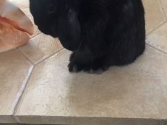 Кролик минилоп для вязки