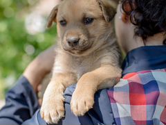 Бонифаций - ручной щенок ищет свою семью