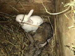 Кролики,порода -великан-возраст 1 месяц
