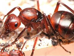 Матка муравья вида Formica truncorum