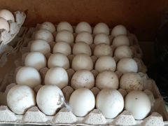 Яйца индаутинные