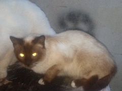 Кошка сиамская