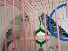 Волнистые попугаи (девочка и мальчик)