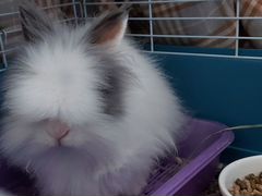 Продаётся кролик (Ангорский карликовый)