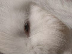 Крольчата породы Французский Баран, голубоглазые