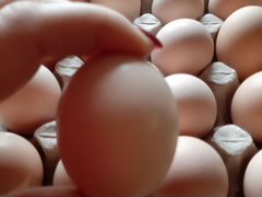 Инкубационное яйцо бройлеров