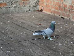 Продам голубей, порода Турецкая такла