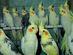 Продам корелл и других попугаев