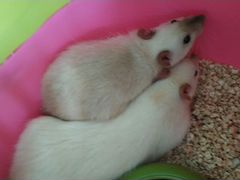 2 сиамских крыса с клеткой и гамаками