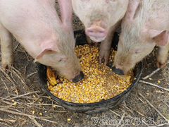 Еда для поросят(свиней)