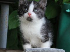 Котенок Микс, возраст 1,5 месяца