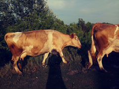 Корова домашняя: 3 отёла и бык