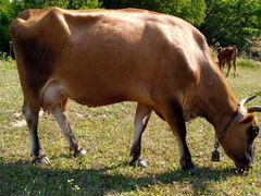 Продаю высокоудойную корову с теленком