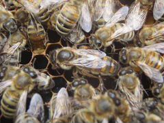 Продам пчеломаток серой кавказской пчелы