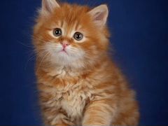 Золотая девочка, сибирский котенок
