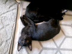 Двух месячний кошки оба черного цвета
