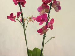 Фаленопсис орхидея сортовые
