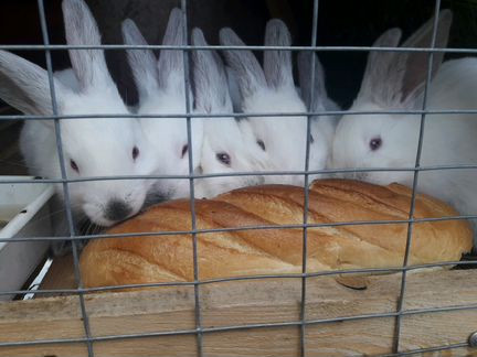 Кролики и крольчата мясной породы