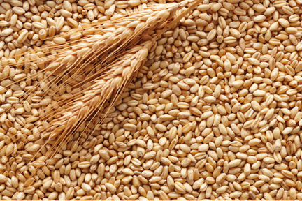 Зерно. Пшеница