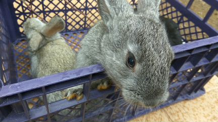 Кролики и крольчата скидки