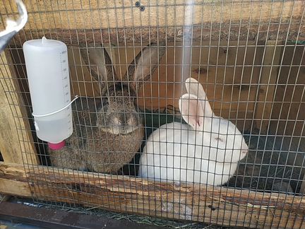 Кролики М и Ж