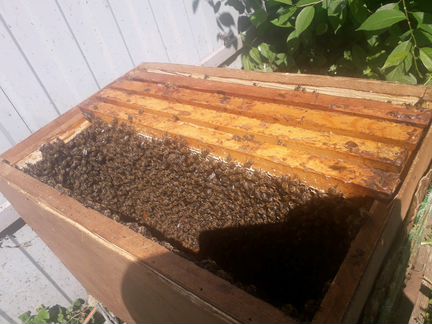 Ловушки для пчел